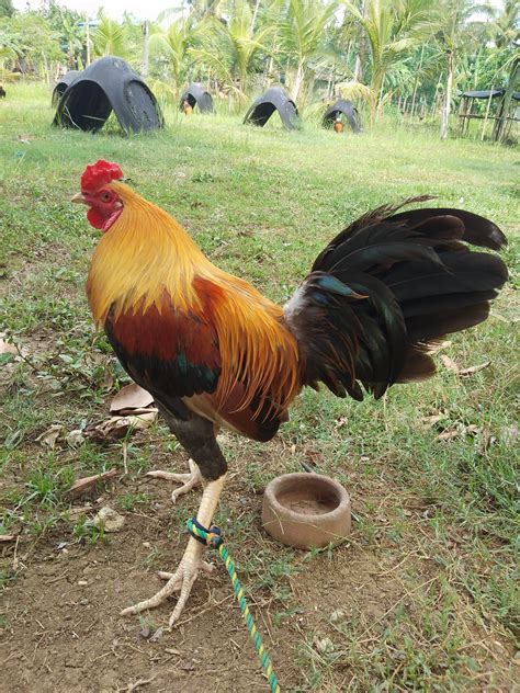game birds are the BEGINNING of regular chickens,, they were NOT bred for fighting,,,, people that think that also think all pit bull dogs are bred and used for the same thing. . Pumpkin gamefowl